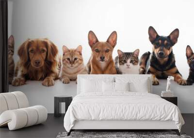 Smiling pets lined up against white background Wall mural