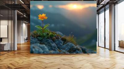 A small yellow flower is growing on a rock in the mountains Wall mural