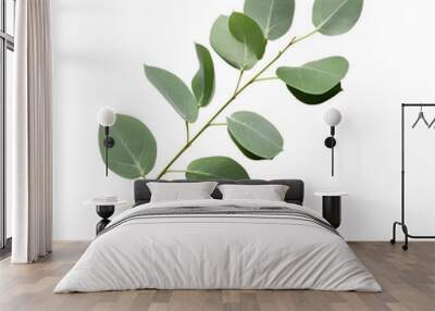 Eucalyptus plant branch with leaves isolated on a transparent background for decorative mockups or template background, a branch or a twig of a plant with leaf PNG Wall mural