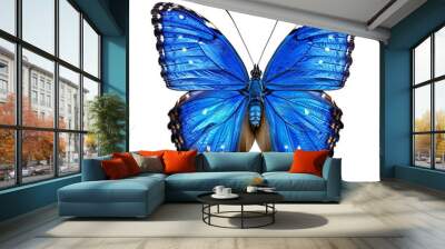 Blue butterfly  Wall mural