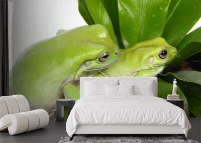 frog Wall mural