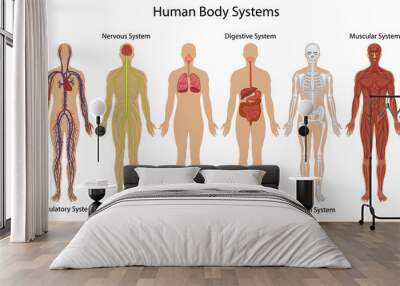 human body systems Wall mural