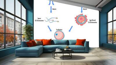 reproduction process of human infographic Wall mural