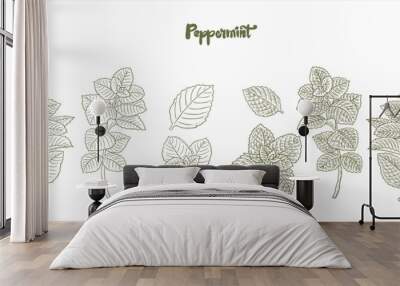 mint leaf vector Vector drawing of mint leaves. Medical mint flowers and leaves Wall mural