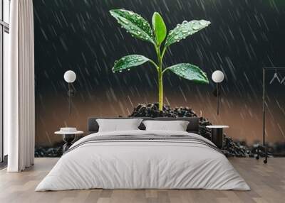 Green seedling growing in rich soil with raindrops falling. Wall mural