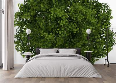 isolated 3D Tree Shrub Canopy Illustration Render with white background Wall mural