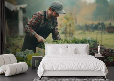 Farmer puts ripe salad to wooden crate Wall mural