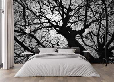 Beautiful tree black and white abstract background with no leaves only branches depicting climate change Wall mural