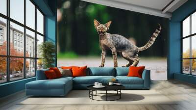 Funny Cute Beautiful Curious Playful Devon Rex Cat Looking At Camera. Devon Rex Cat With Dark Brown Tabby Fur Color On Walkway Under Rain. Green Eyes. Amazing Happy Pets. Wall mural