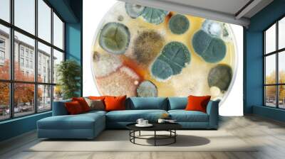 petri dish with mold colonies isolated on white Wall mural