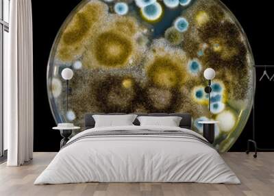 petri dish with mold Wall mural