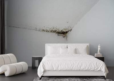 Mold, mildew and moisture on the interior walls of an apartment, mildew Wall mural