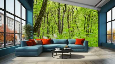 Spring forest with green trees and flowering meadow and warm light atmosphere in a forest in Franconia, Bavaria, Germany Wall mural