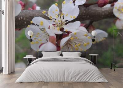 spring background: cherry blossoms on a branch, selective focus Wall mural