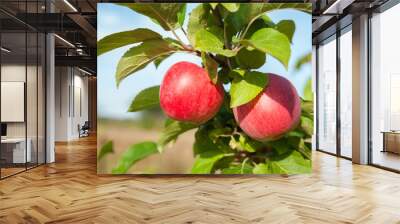 Apple tree branch with two red apples in rustic garden. Healthy Wall mural