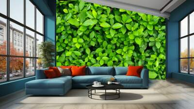 Green Leaves background paronama view. Wall mural