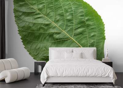 A vibrant green hickory leaf with intricate veins, showcasing nature's beauty and the essence of plant life. Wall mural