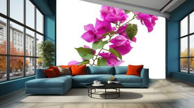 Vibrant bougainvillea branch with beautiful pink flowers and green leaves, perfect for nature-themed designs. PNG transparent background. Wall mural