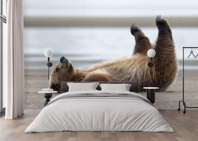 A grizzly bear doing yoga on the beach, stretching its leg up to touch its head, with water in the background Wall mural