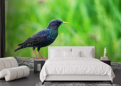 Beautiful glossy starling Wall mural