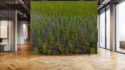 Rice sprouts growing in rice paddy field full of water. Wall mural