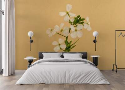 Wild radish flower against beige color background Wall mural