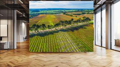 Straight rows of vines and scenic countryside - aerial landscape Wall mural