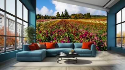 Dahlia Fields, Oregon Wall mural