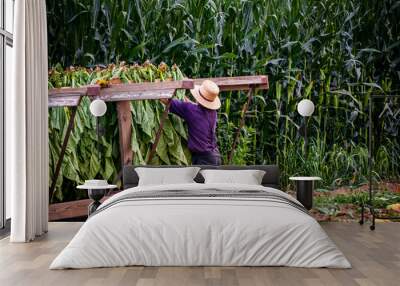 A View of an Amish Man Putting Harvested Tobacco on a Wagon to Bring To Barn for Drying on a Sunny Summer Day. Wall mural