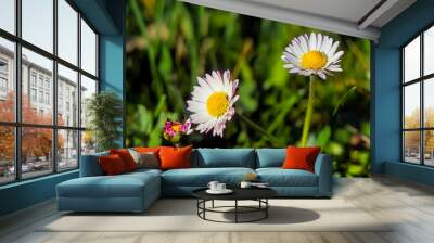 Flowering daisy (Bellis perennis) on a meadow, two flowers and one bud Wall mural