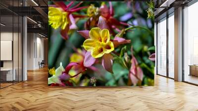 Flowers of the Columbine, Aquilegia, blossom in early summer, Bavaria, Germany, Europe Wall mural