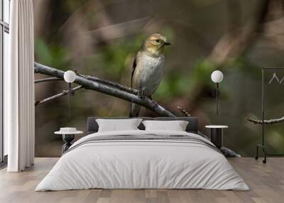 Finch on a Branch Wall mural