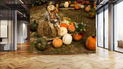 Pumpkins and Scarecrow on Display Wall mural