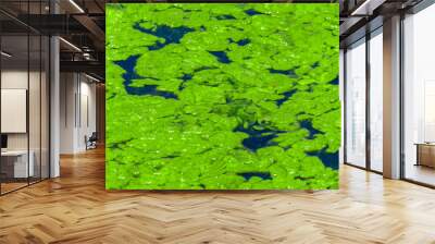 Algae Bloom on Pond Wall mural