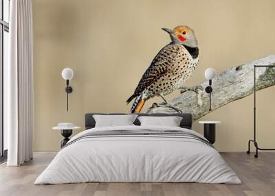 Northern Flicker on barren branch. Wall mural