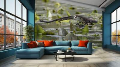 Osprey flies off with fish. Wall mural