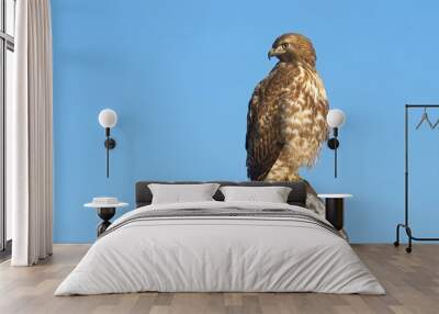 Red tailed hawk alert on wood post. Wall mural