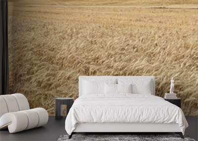 Wheat field in Washington. Wall mural