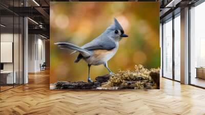 tufted titmouse 2 Wall mural