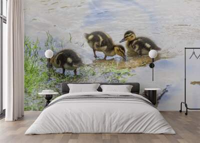 little duckling standing on shore of a lake Wall mural