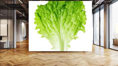 Lettuce leaves on a white background. Wall mural