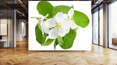 Apple flower isolated on white background, full depth of field Wall mural