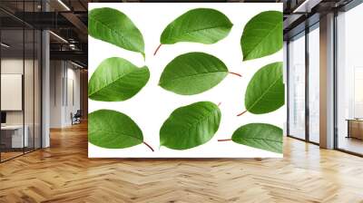 Apple Leaf, isolated on white background, full depth of field Wall mural