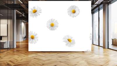 chamomile Roses isolated on white background, SEAMLESS, PATTERN Wall mural