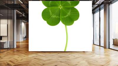 Clover isolated on white background, St. Patrick's Day symbol, full depth of field Wall mural