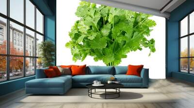 Coriander leaves isolated on white background, clipping path, full depth of field Wall mural