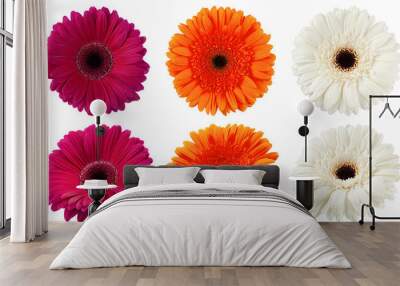 Gerbera, daisy flower, isolated on white background, clipping path, full depth of field Wall mural