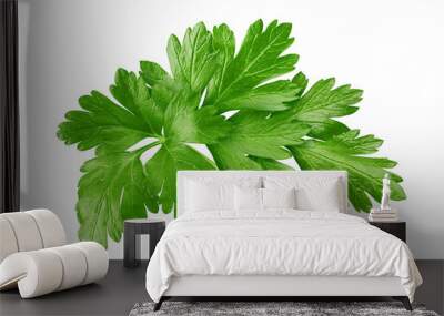 Parsley isolated on white background, full depth of field Wall mural