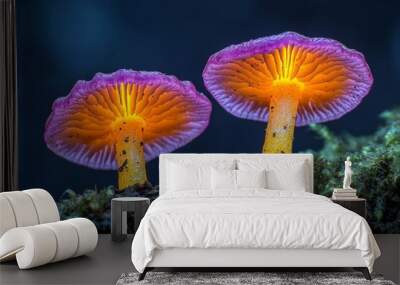 Two isolated mushrooms with orange and purple caps Wall mural