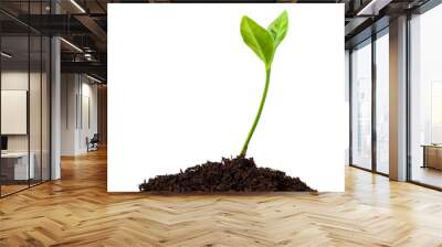 young plant growing from soil, sprout isolated on white background, clipping path Wall mural